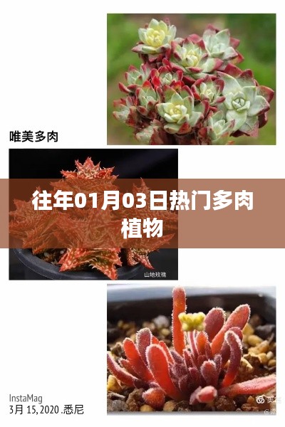 精选多肉植物,历年一月三日热门品种推荐