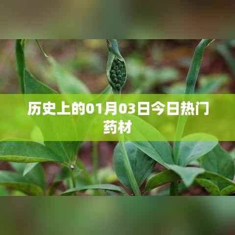 历史热门药材,一月三日探寻药材奥秘