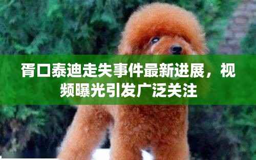 胥口泰迪走失事件最新进展,视频曝光引发广泛关注