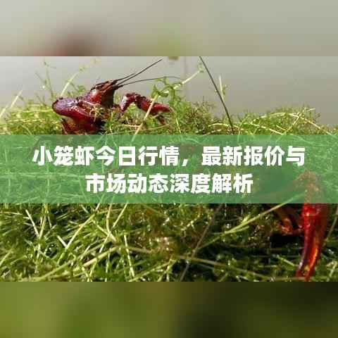 小笼虾今日行情,最新报价与市场动态深度解析