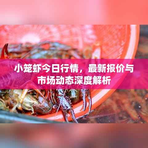 小笼虾今日行情,最新报价与市场动态深度解析