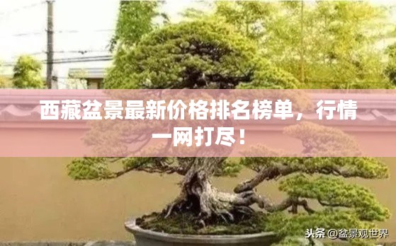 西藏盆景最新价格排名榜单,行情一网打尽!