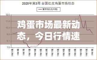鸡蛋市场最新动态，今日行情速递