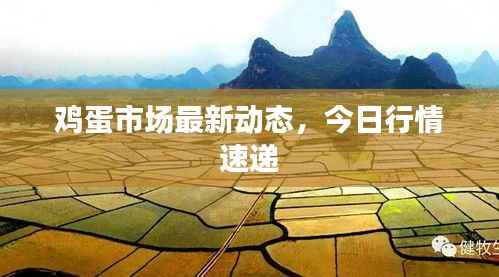 鸡蛋市场最新动态,今日行情速递