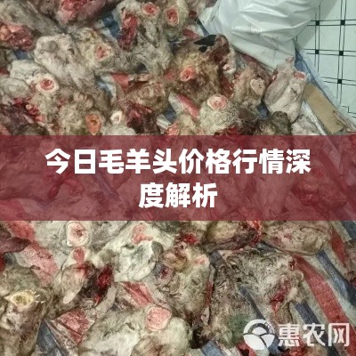 今日毛羊头价格行情深度解析