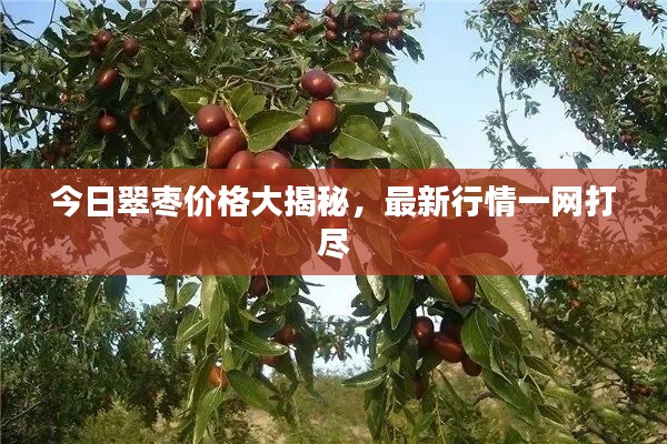 今日翠枣价格大揭秘,最新行情一网打尽