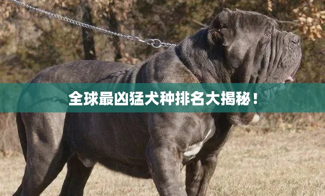 全球最凶猛犬种排名大揭秘!