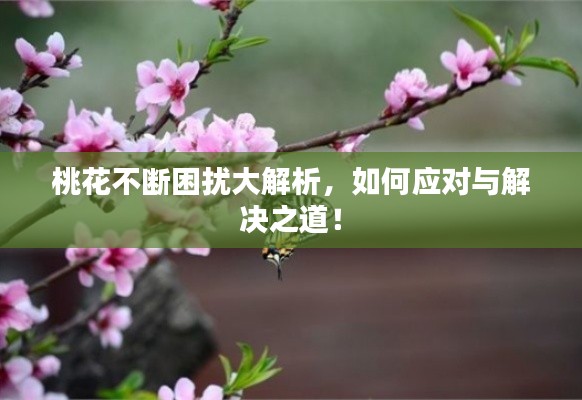 桃花不断困扰大解析，如何应对与解决之道！