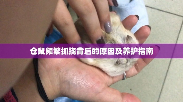 仓鼠频繁抓挠背后的原因及养护指南