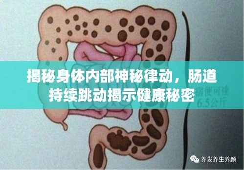 揭秘身体内部神秘律动，肠道持续跳动揭示健康秘密