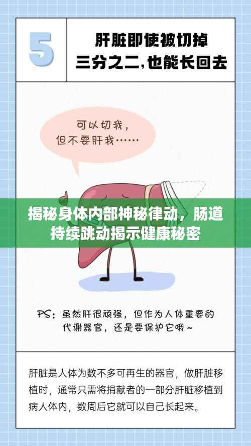 揭秘身体内部神秘律动,肠道持续跳动揭示健康秘密