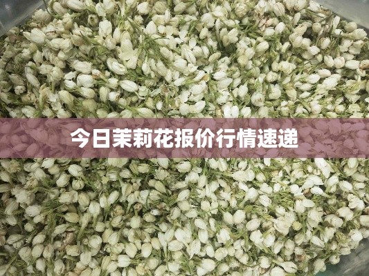 今日茉莉花报价行情速递