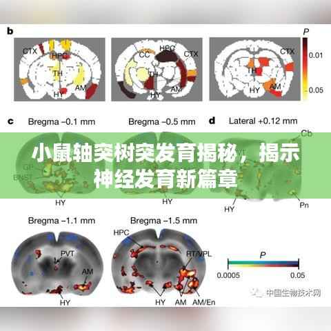 小鼠轴突树突发育揭秘，揭示神经发育新篇章