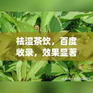 祛湿茶饮,百度收录,效果显著!