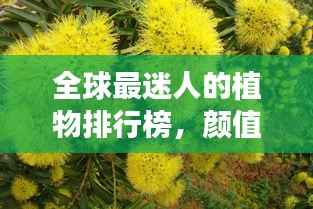 全球最迷人的植物排行榜,颜值与魅力一览