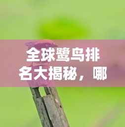 全球鹭鸟排名大揭秘,哪些鹭鸟独占鳌头?