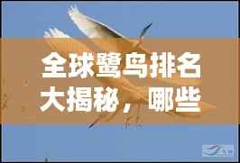 全球鹭鸟排名大揭秘,哪些鹭鸟独占鳌头?