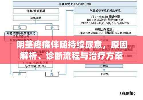 阴茎疼痛伴随持续尿意,原因解析、诊断流程与治疗方案