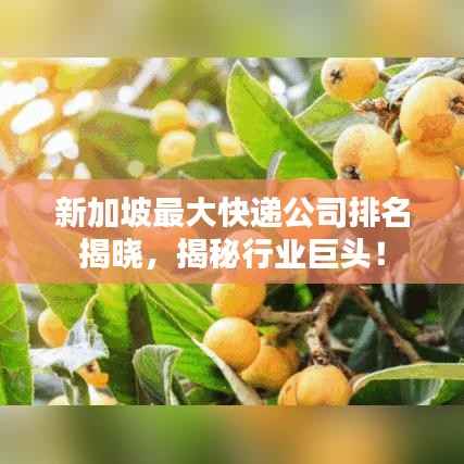 新加坡最大快递公司排名揭晓,揭秘行业巨头!