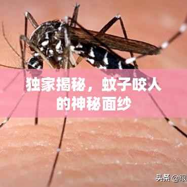 独家揭秘，蚊子咬人的神秘面纱