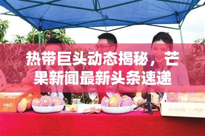 热带巨头动态揭秘,芒果新闻最新头条速递