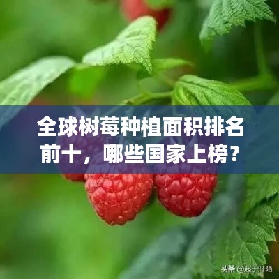 全球树莓种植面积排名前十,哪些国家上榜?