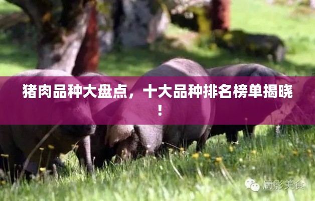 猪肉品种大盘点，十大品种排名榜单揭晓！