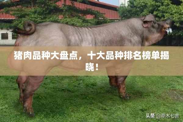 猪肉品种大盘点,十大品种排名榜单揭晓!