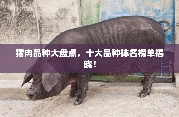 猪肉品种大盘点,十大品种排名榜单揭晓!