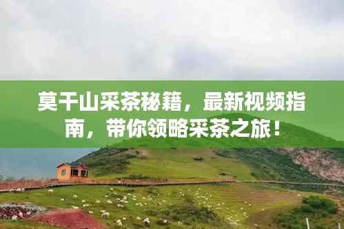 莫干山采茶秘籍，最新视频指南，带你领略采茶之旅！