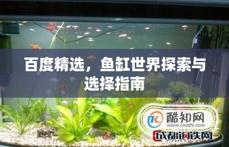 百度精选,鱼缸世界探索与选择指南