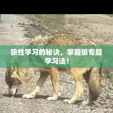 狼性学习的秘诀,掌握狼专题学习法!