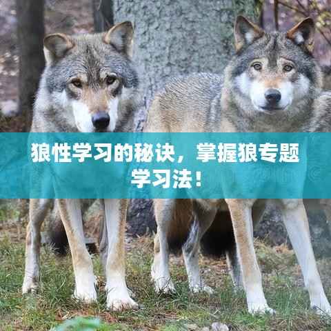狼性学习的秘诀,掌握狼专题学习法!