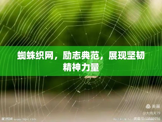 蜘蛛织网,励志典范,展现坚韧精神力量