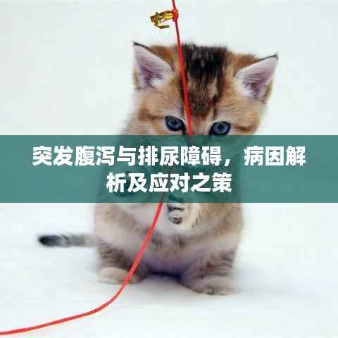 突发腹泻与排尿障碍,病因解析及应对之策