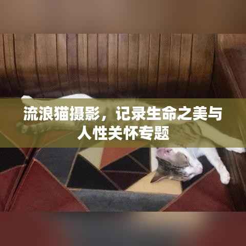 流浪猫摄影,记录生命之美与人性关怀专题