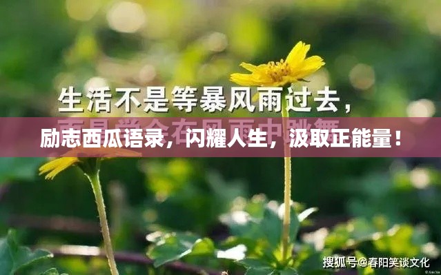 励志西瓜语录,闪耀人生,汲取正能量!