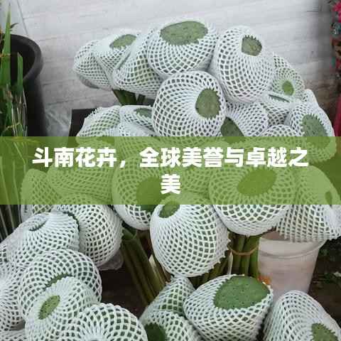 斗南花卉,全球美誉与卓越之美