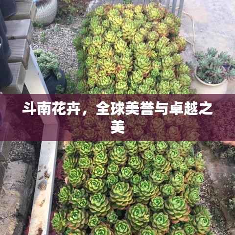 斗南花卉,全球美誉与卓越之美