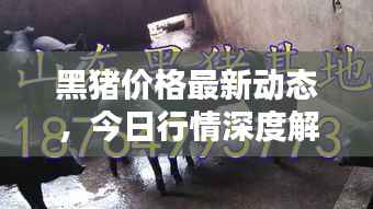 黑猪价格最新动态,今日行情深度解析