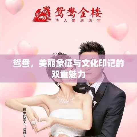 鸳鸯,美丽象征与文化印记的双重魅力