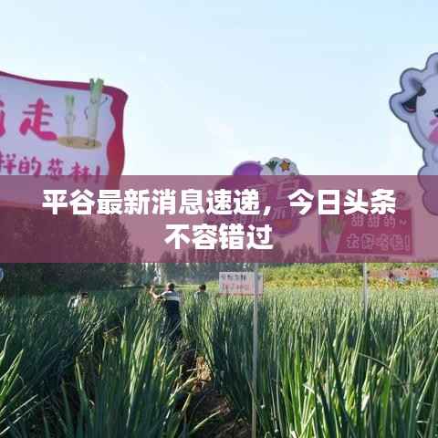 平谷最新消息速递,今日头条不容错过