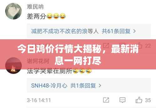 今日鸡价行情大揭秘,最新消息一网打尽