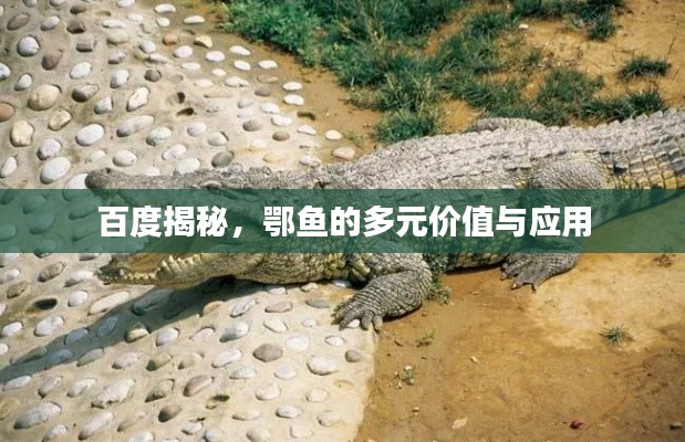 百度揭秘,鄂鱼的多元价值与应用