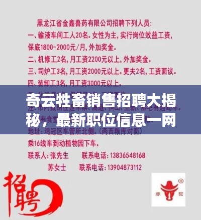 奇云牲畜销售招聘大揭秘,最新职位信息一网打尽