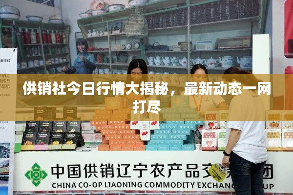 供销社今日行情大揭秘,最新动态一网打尽