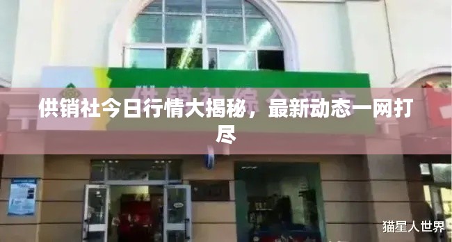 供销社今日行情大揭秘,最新动态一网打尽
