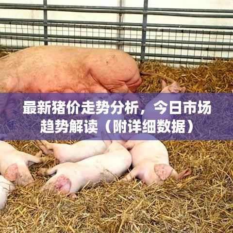 最新猪价走势分析，今日市场趋势解读（附详细数据）
