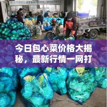 今日包心菜价格大揭秘，最新行情一网打尽