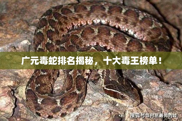 广元毒蛇排名揭秘，十大毒王榜单！